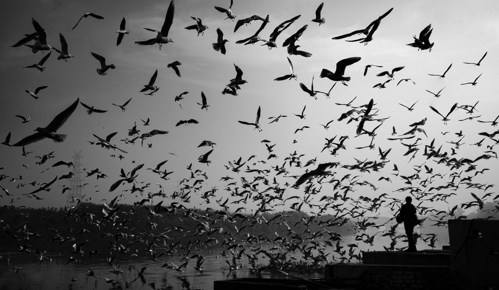 greyscale photography of birds