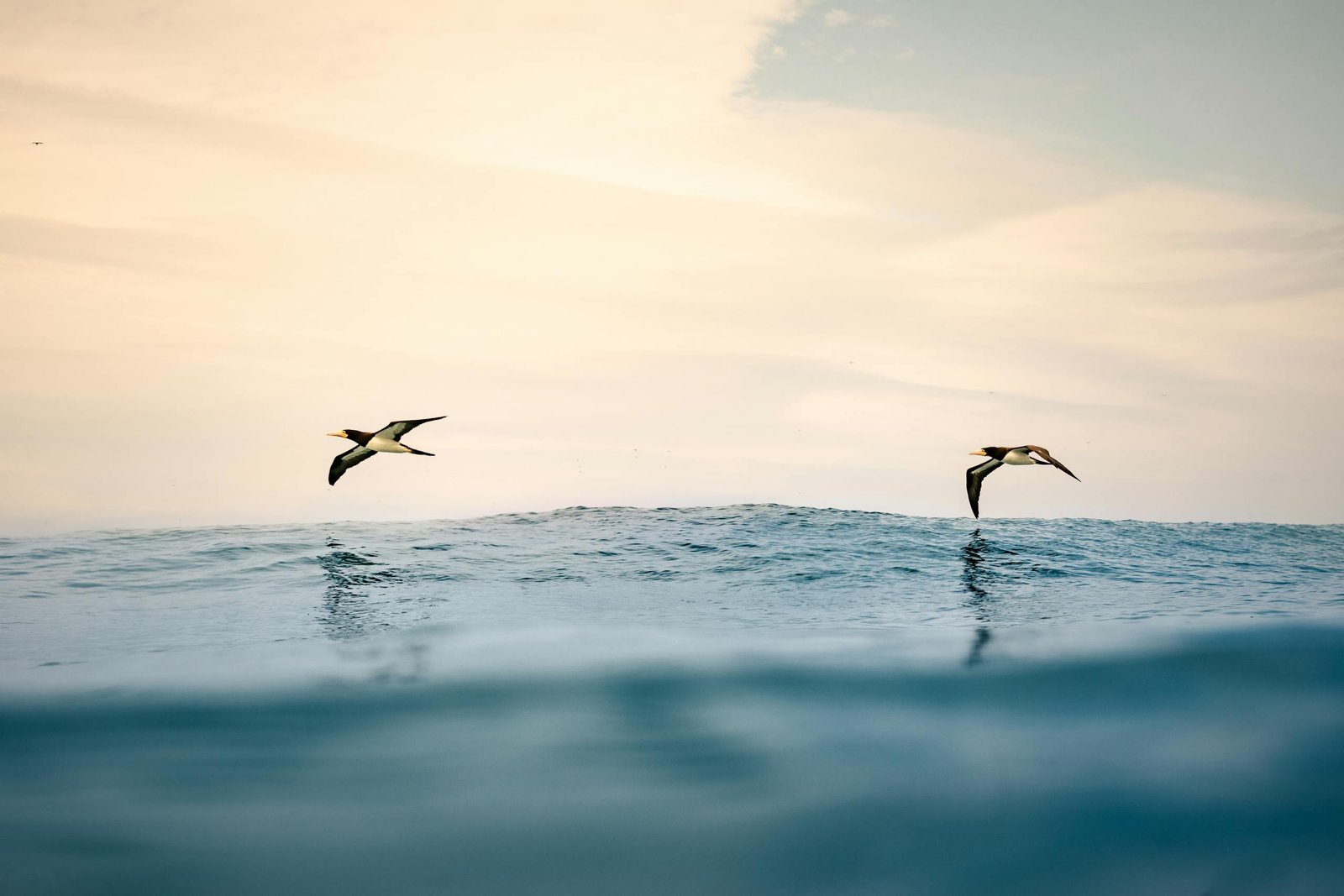 Two seabirds glide gracefully over the ocean with a serene sky backdrop.